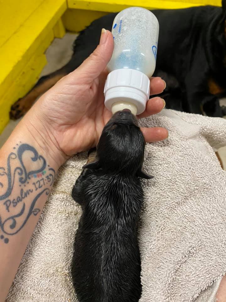 Sometimes puppies need extra help and need to be fed with a bottle.