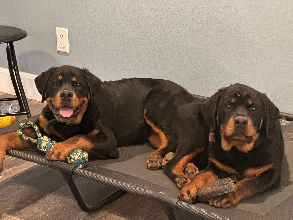 Should you choose a male or female puppy for your new Rottweiler puppy