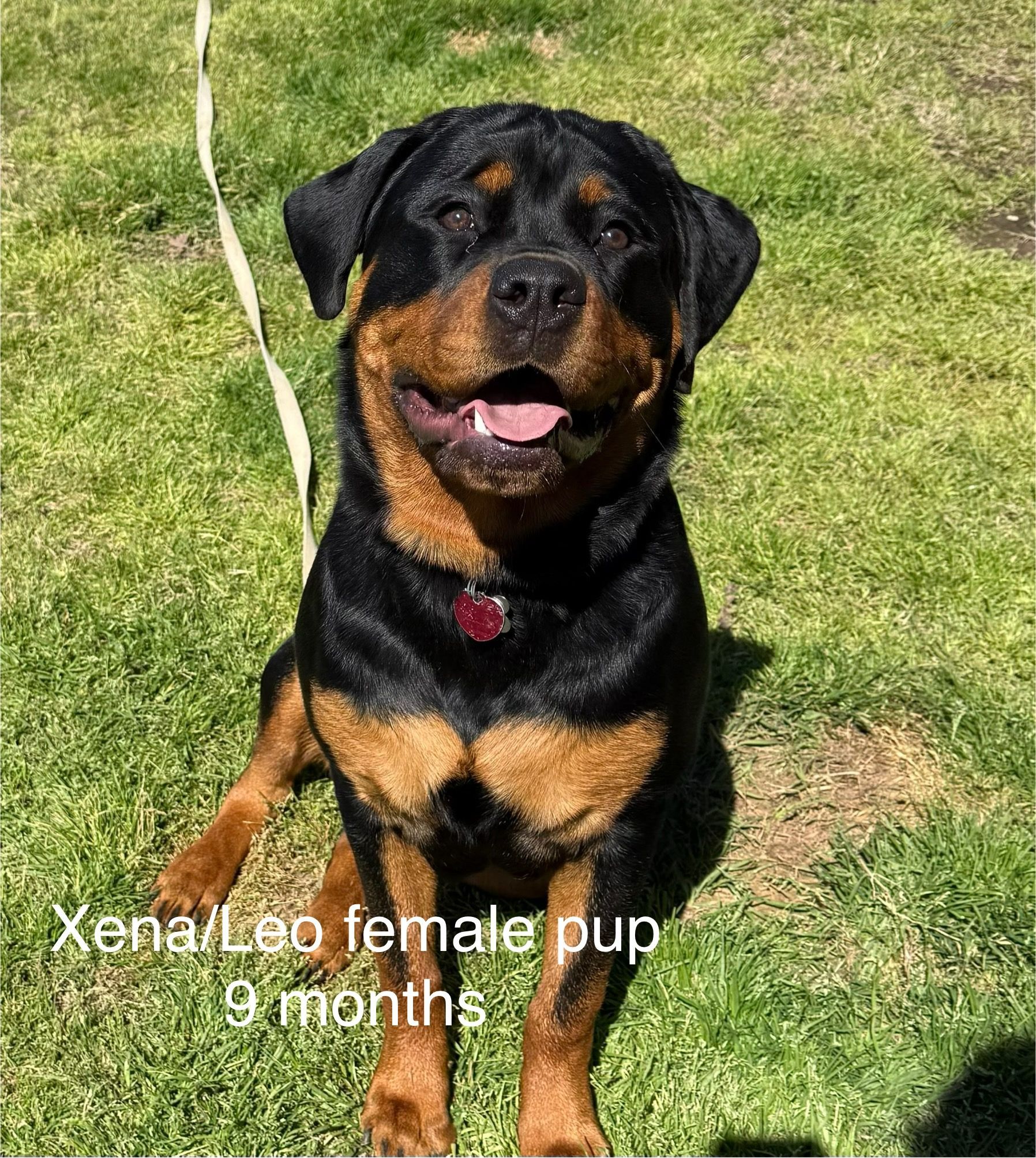 Spartan Rottweilers Xena puppy