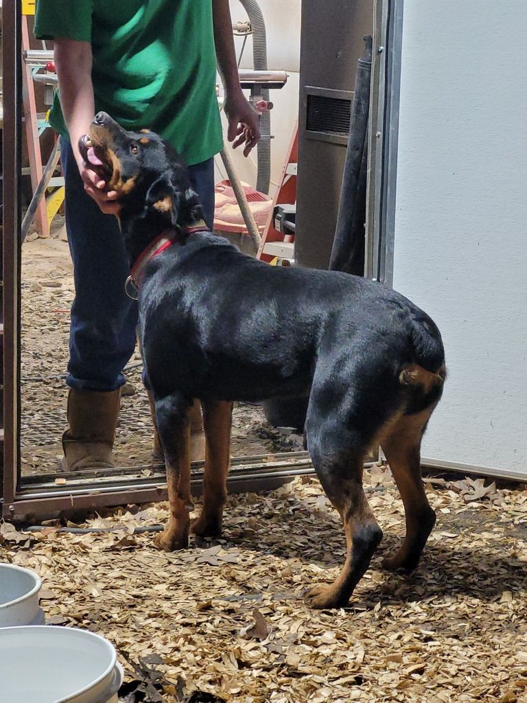 Calypso grown pup of 
Spartan Rottweilers