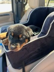 Puppy in a puppy car seat