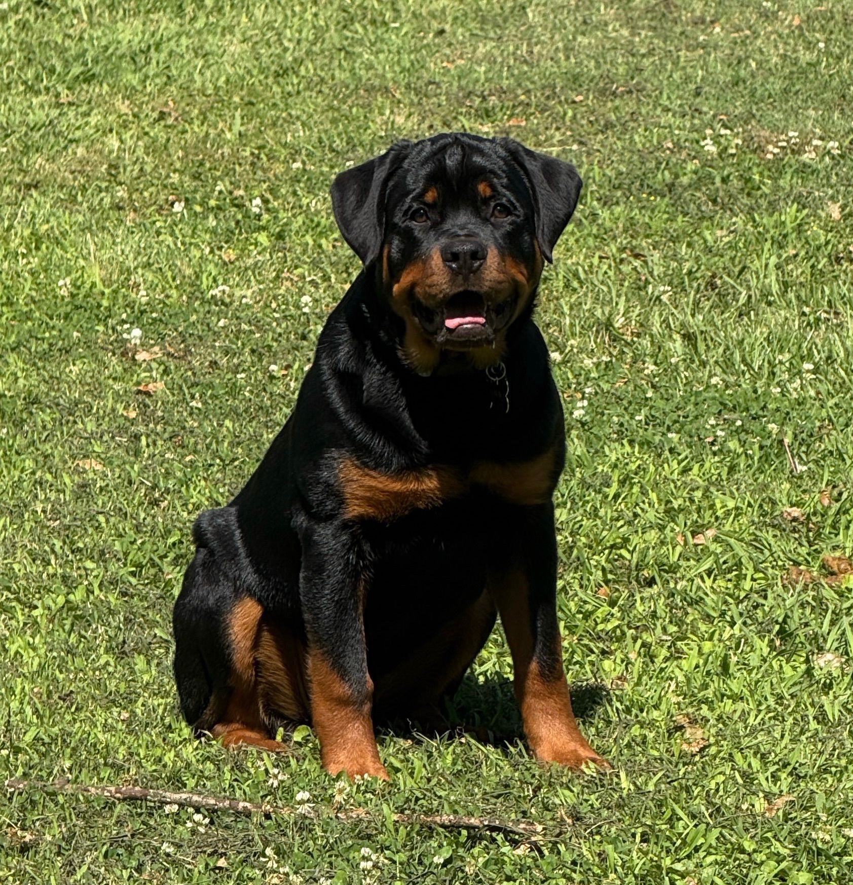 Spartan Rottweilers Andromeda puppy