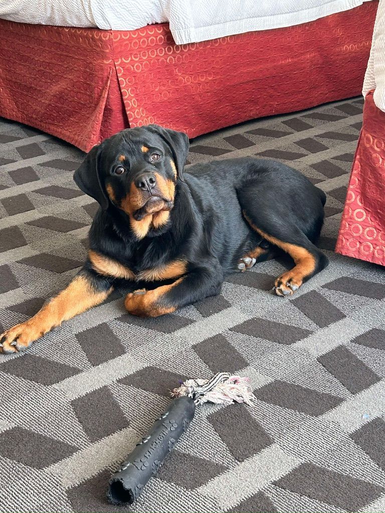 Spartan grown Rottweilers Xena puppy