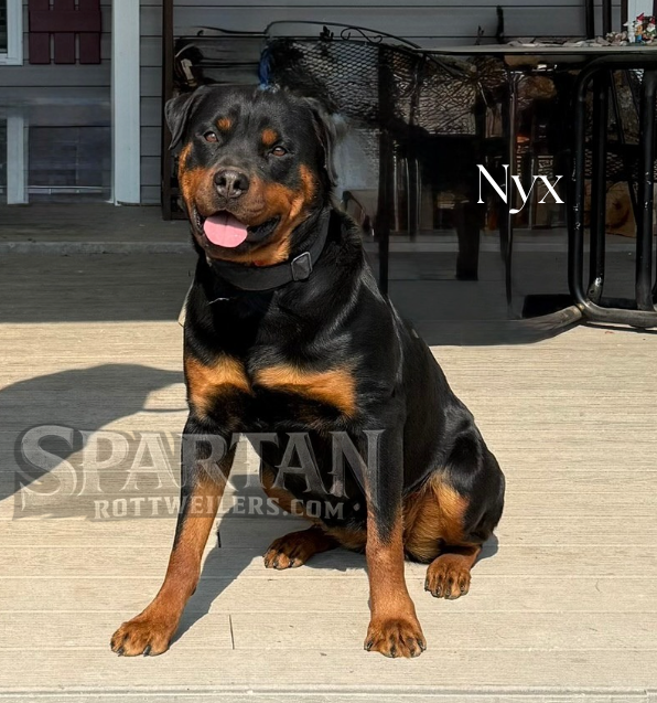 Nyx of Spartan Rottweilers