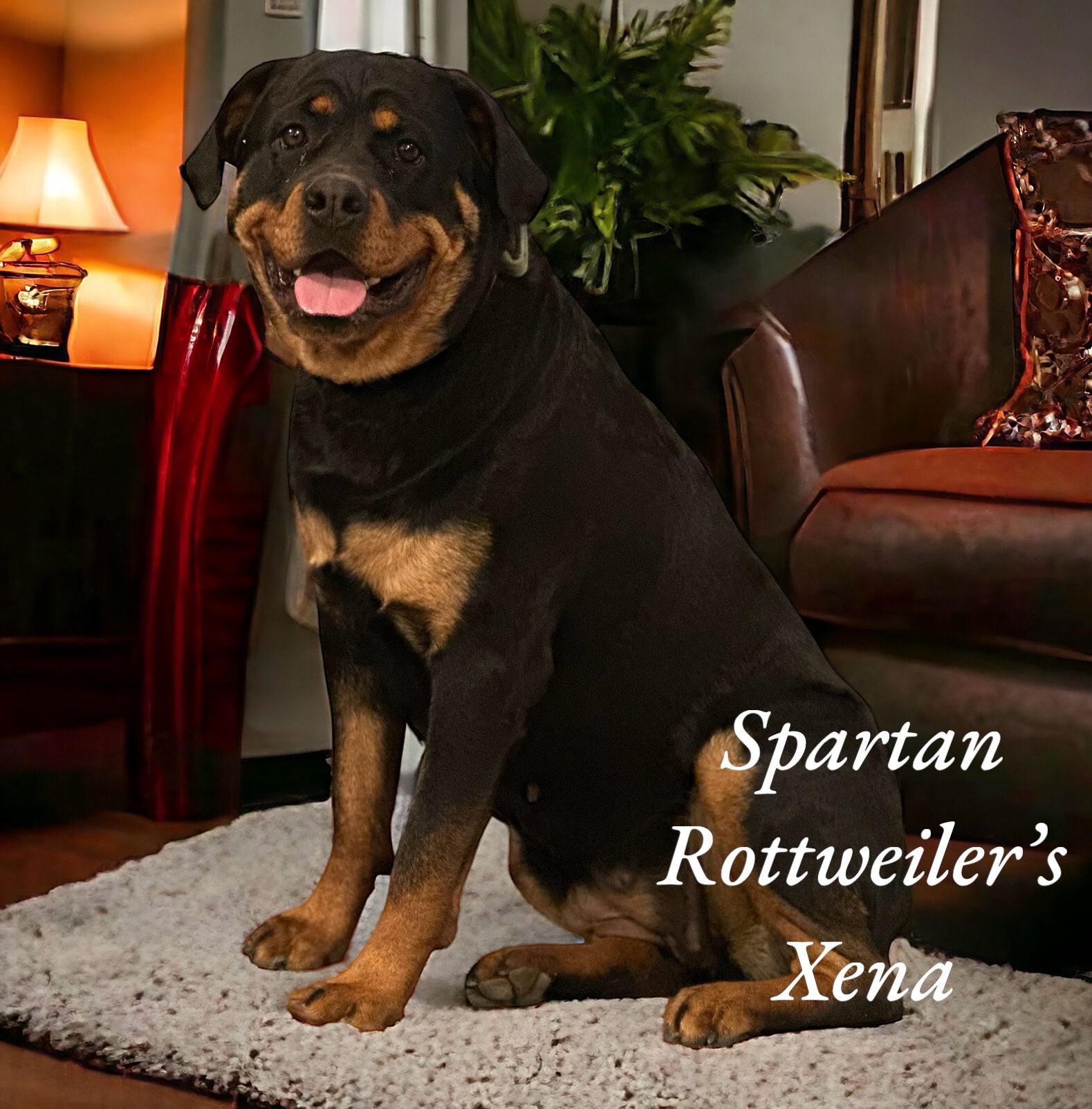 Spartan Rottweilers puppies for sale. Current litters of German Rottweiler puppies and future litters.
