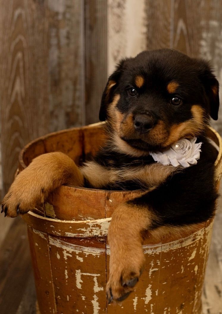 Puppy in a tub