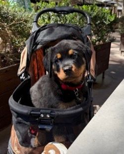 Spartan Rottweilers Xena puppy