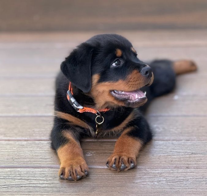 Calypso pup of 
Spartan Rottweilers
