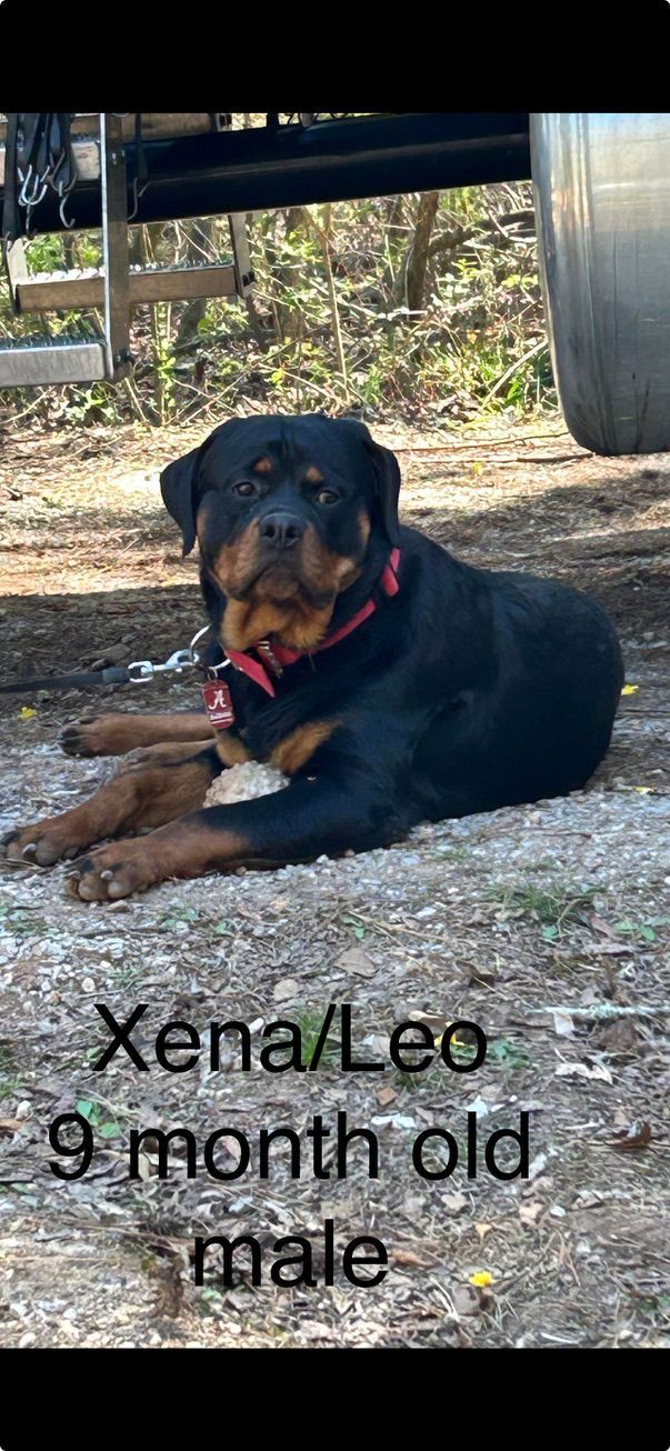 Spartan Rottweilers  grown Xena puppy