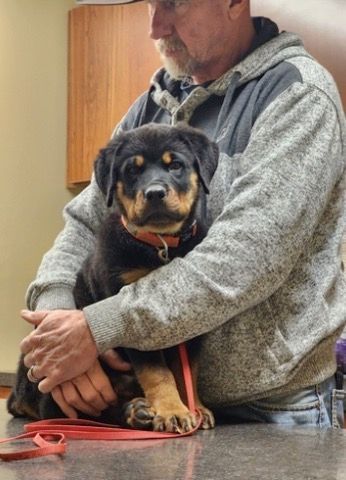 Spartan Rottweilers Xena puppy