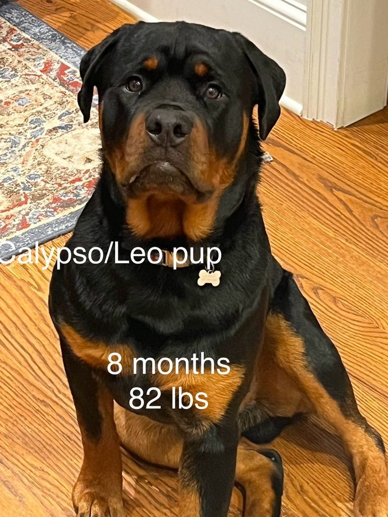 Male pup of 
Spartan Rottweilers