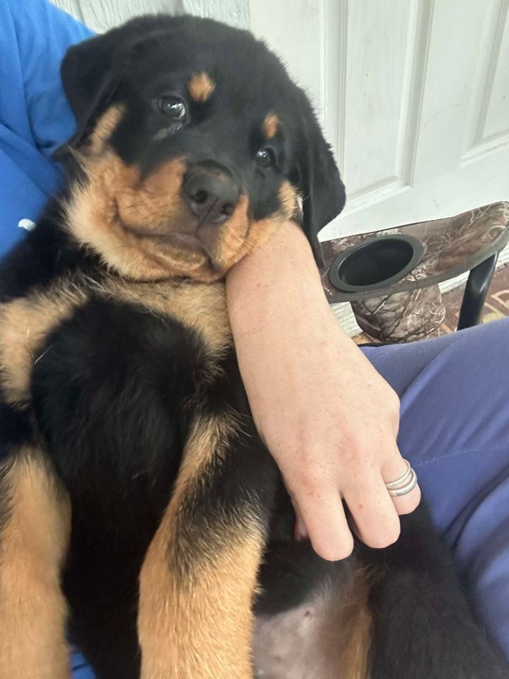 Spartan Rottweilers Xena puppy