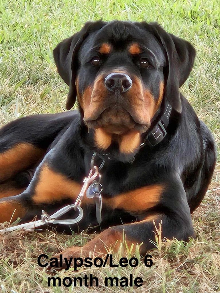 Calypso grown pup of 
Spartan Rottweilers