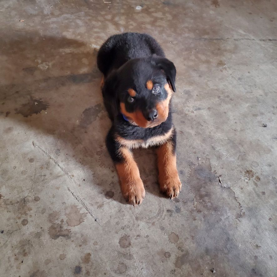 Rottweiler puppy