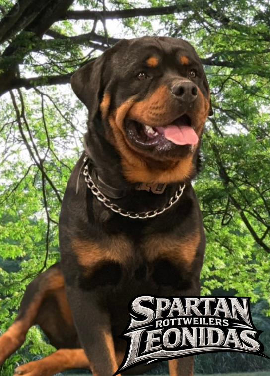 Male Rottweiler of Spartan Rottweilers with toddler girl giving him a hug