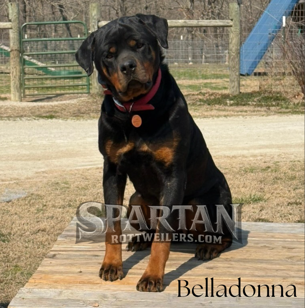 Spartan Rottweilers 
Belladonna
