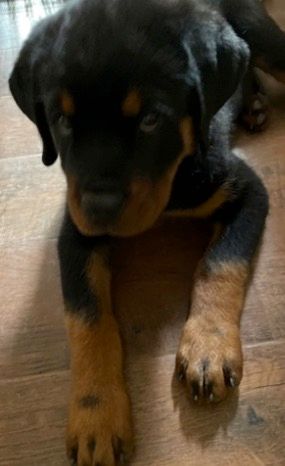 Spartan Rottweilers Xena puppy