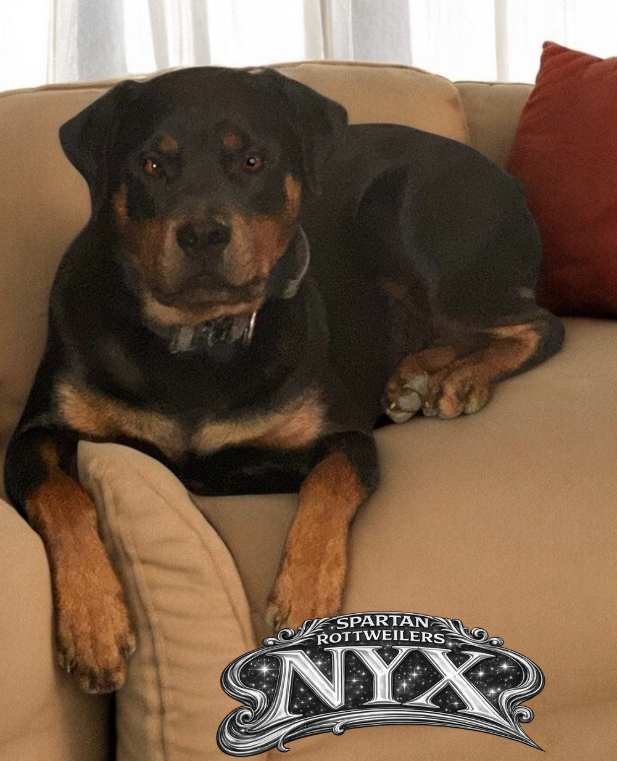 Nyx of Spartan Rottweilers