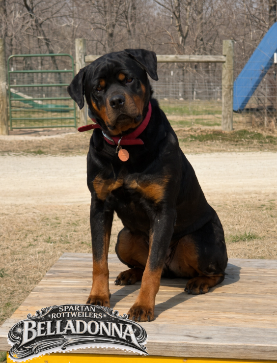 Spartan Rottweilers 
Belladonna
