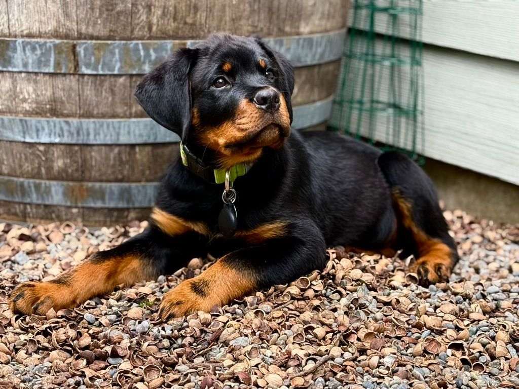 Calypso pup of 
Spartan Rottweilers