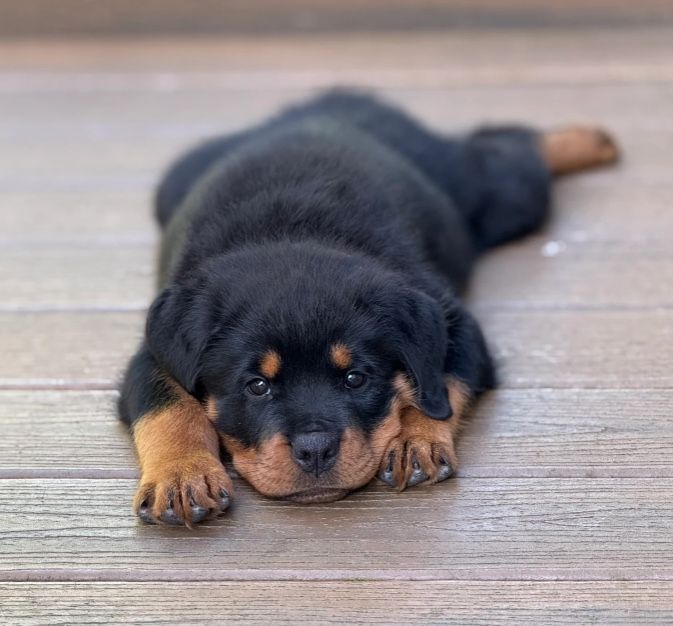 Calypso pup of 
Spartan Rottweilers