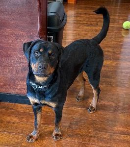Rottweiler with a tail
