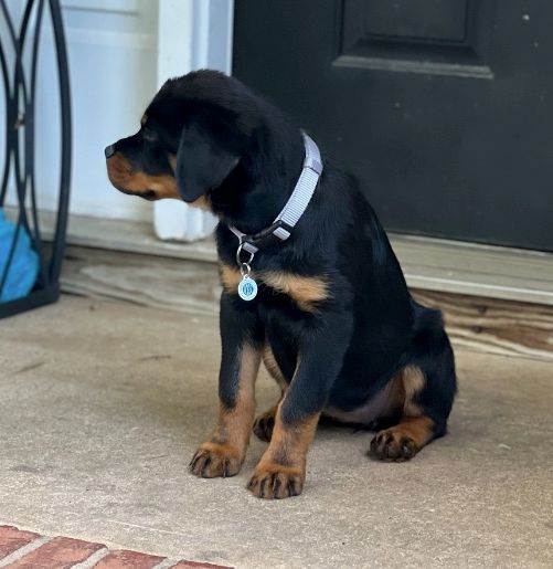Calypso pup of 
Spartan Rottweilers