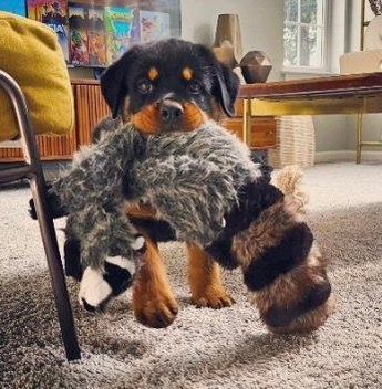 Spartan Rottweilers Xena puppy