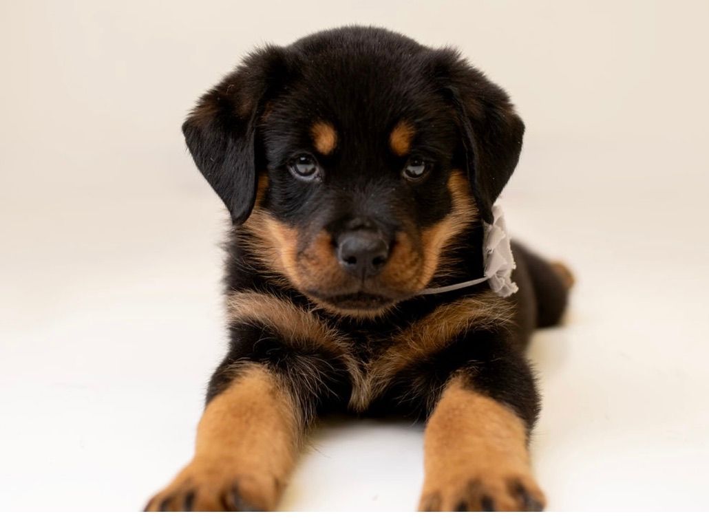 Rottie puppy