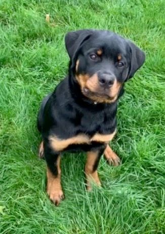 Spartan Rottweilers Andromeda puppy at attention