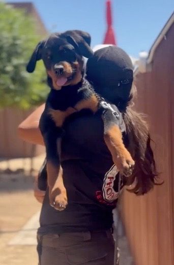 Spartan Rottweilers Puppy hold