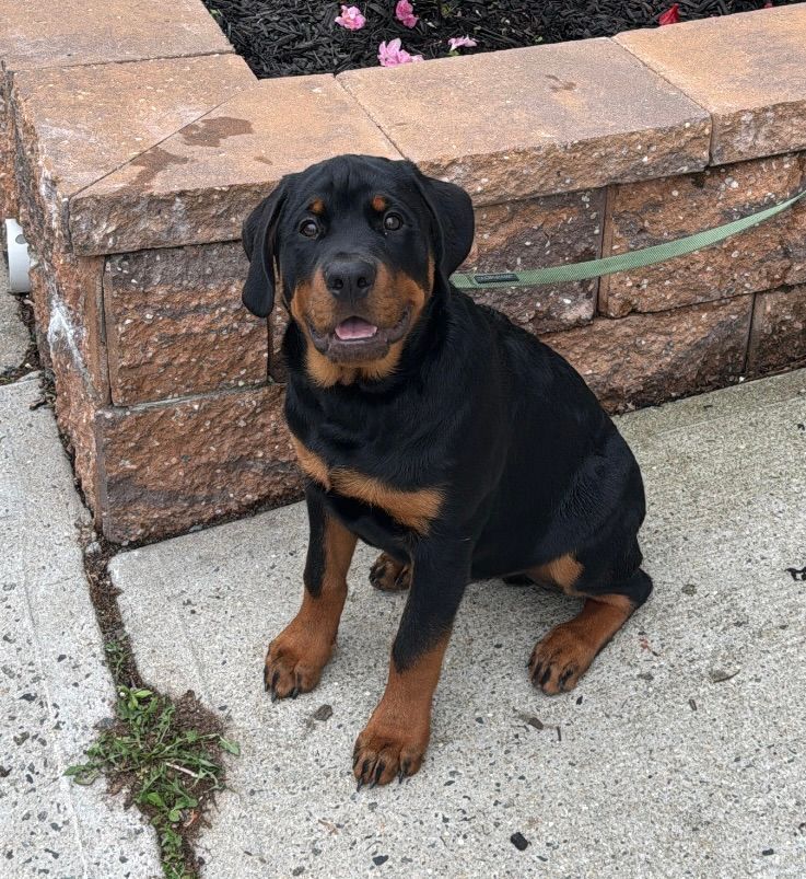 Spartan Rottweiler's Andromeda puppy sitting pretty