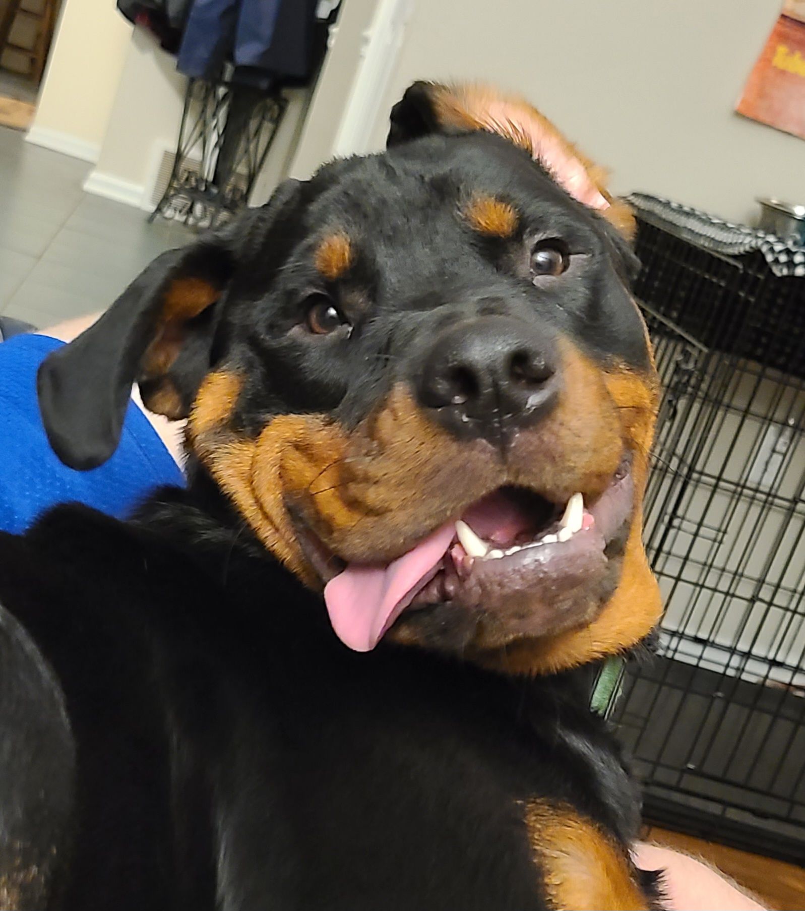 Calypso pup of 
Spartan Rottweilers