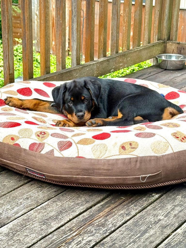 Calypso pup of 
Spartan Rottweilers