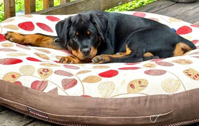 Spartan Rottweiler first few weeks.