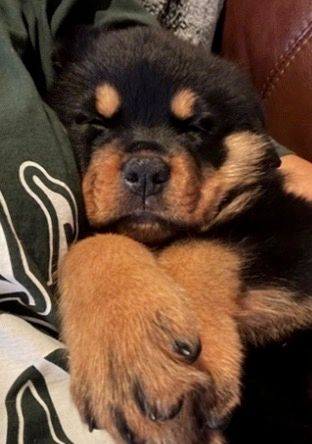 Spartan Rottweilers Xena puppy