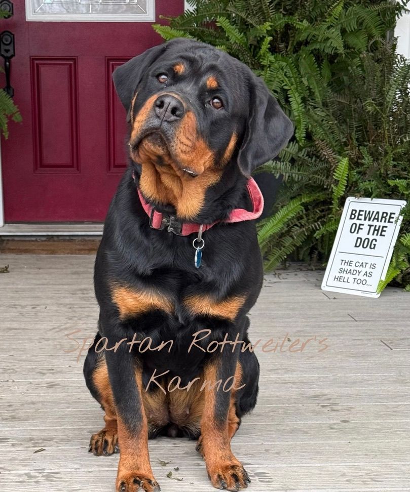 Spartan Rottweilers female