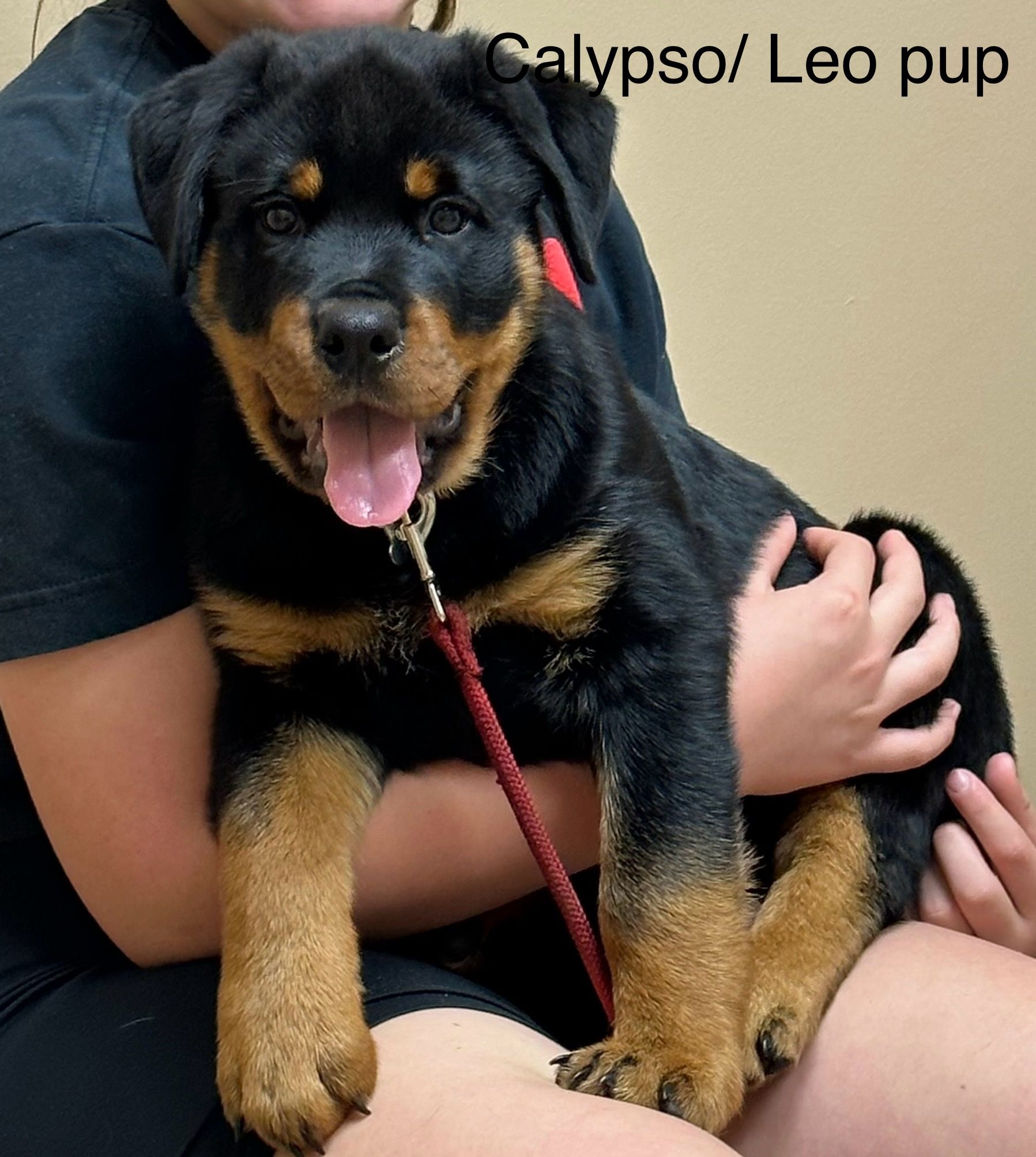 Calypso pup of 
Spartan Rottweilers