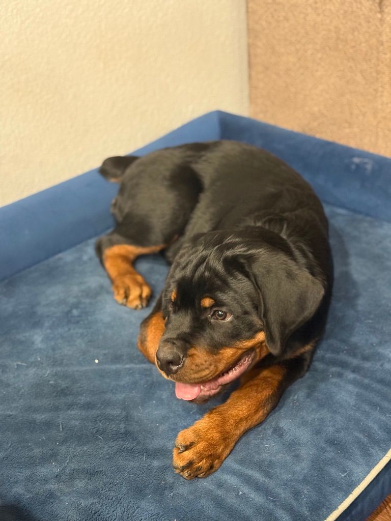 Spartan Rottweilers Amara Puppy on a rug