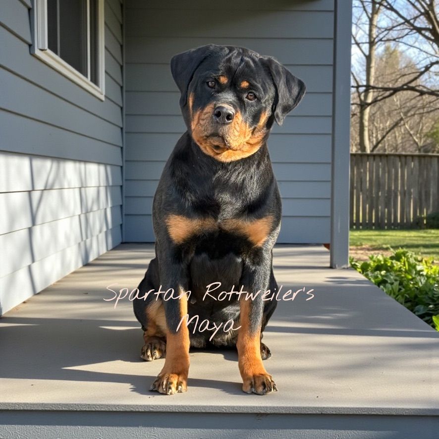 Spartan Rottweilers female