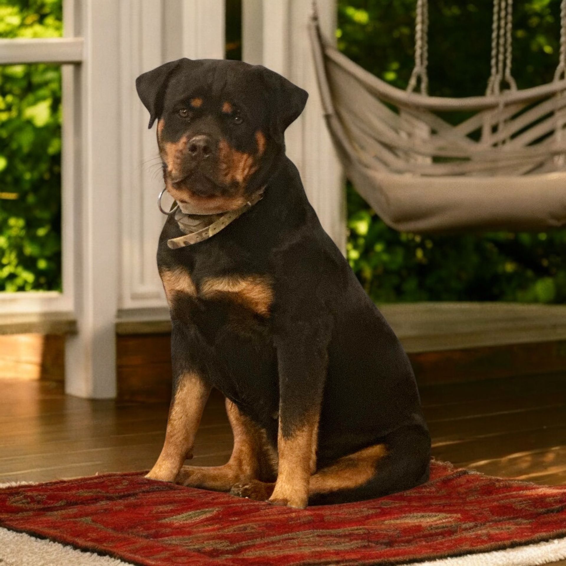 Three year old female Rottweiler of Spartan Rottweilers
