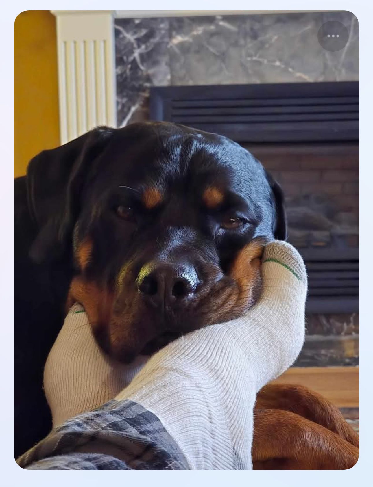 Spartan Rottweilers Xena puppy