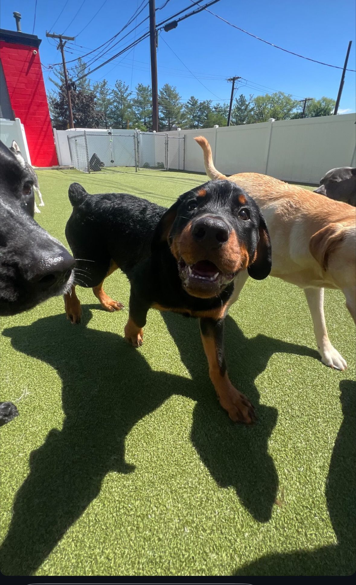 Spartan Rottweiler's Andromeda puppy in dog park