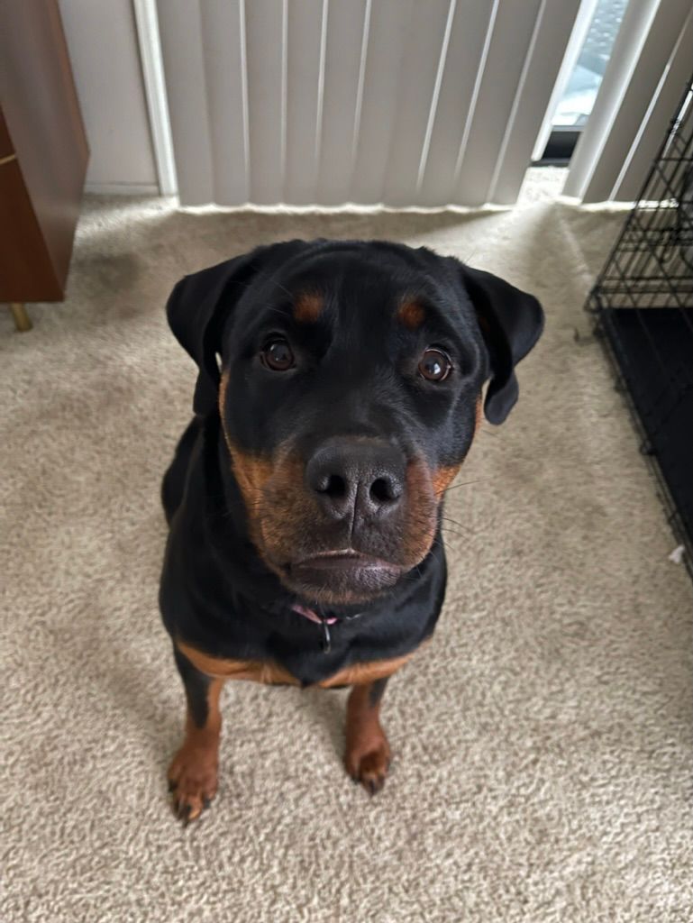 Calypso grown pup of 
Spartan Rottweilers