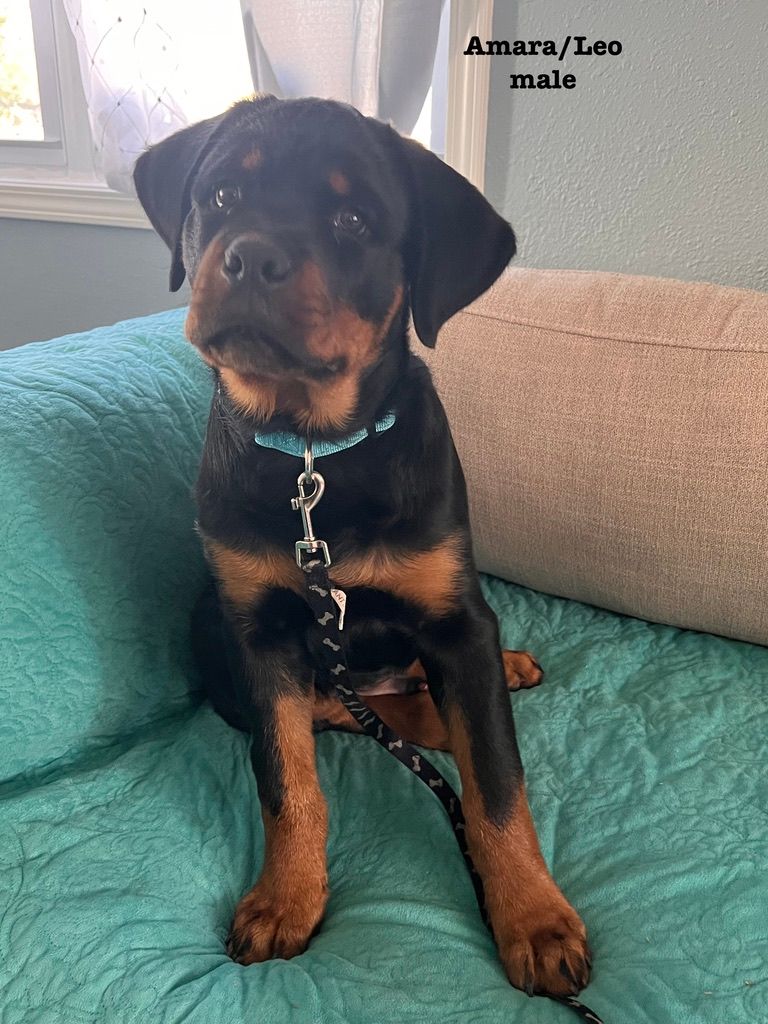 Spartan Rottweilers Amara Puppy paying attention