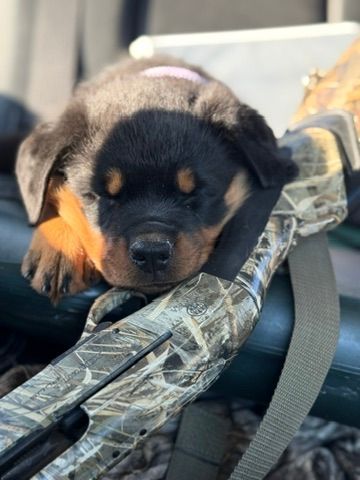 Spartan Rottweilers Andromeda puppy in a blanket