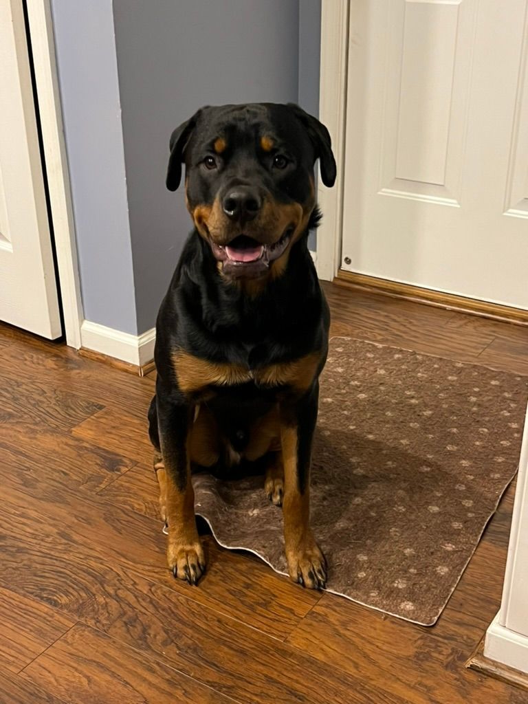 Calypso grown pup of 
Spartan Rottweilers
