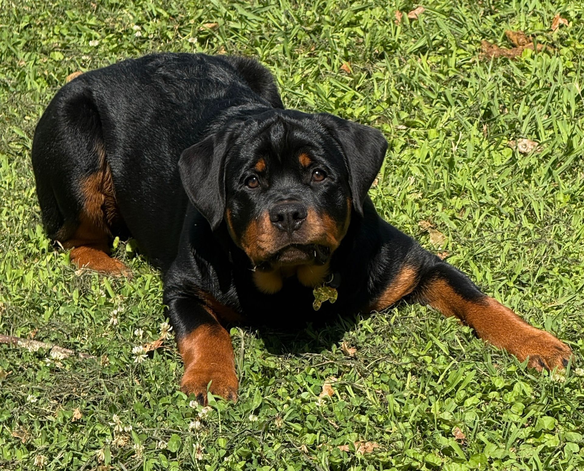 Spartan Rottweilers Andromeda puppy ready to pounce