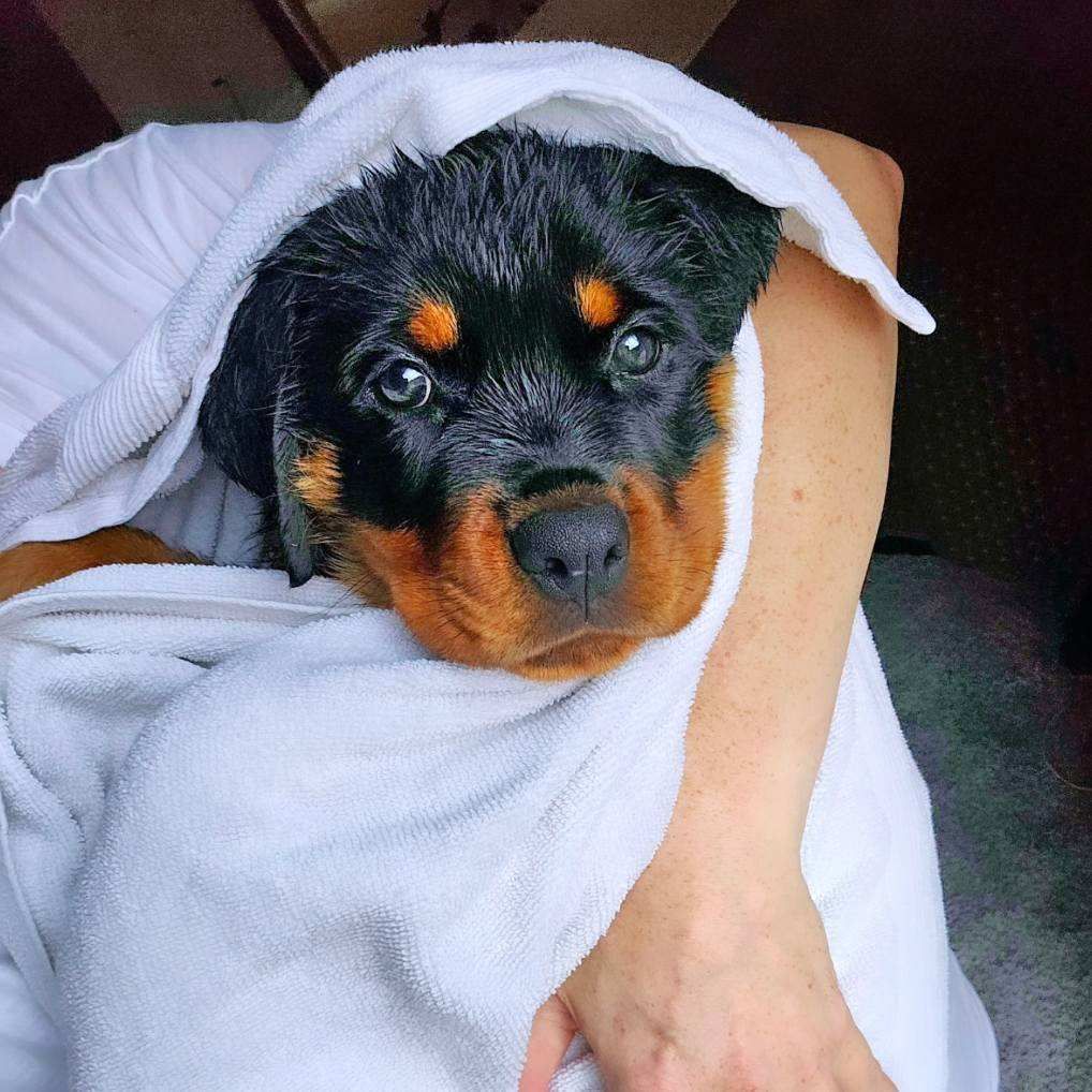 Spartan Rottweilers Xena puppy