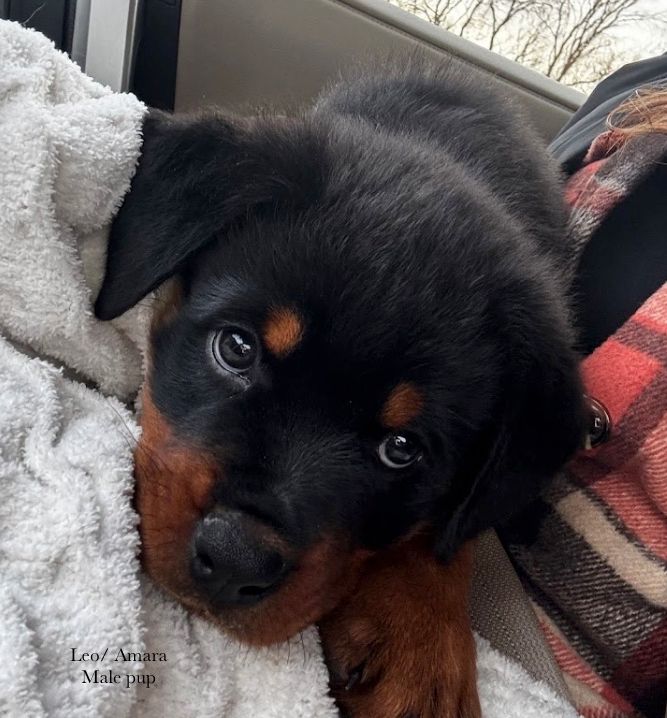 Spartan Rottweilers Amara Puppy look at at  those eyes